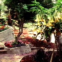 Steps to lower garden